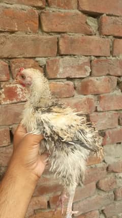 Chicks