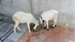 Kajla pair
