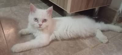 Persian Cat for sale