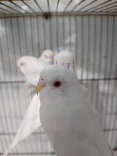 elbino