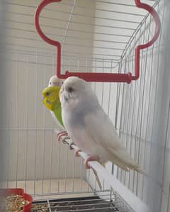 Budgies
