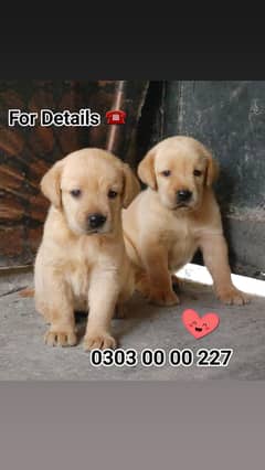 Beautifu British l Labrador Retrievers and Black German Shepherd