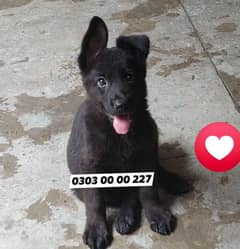 Beautifu British l Labrador Retrievers and Black German Shepherd