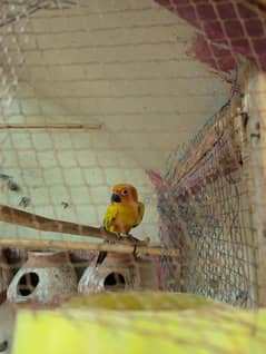 Sun Conure pair for sale