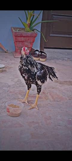aseel pure