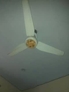 fan