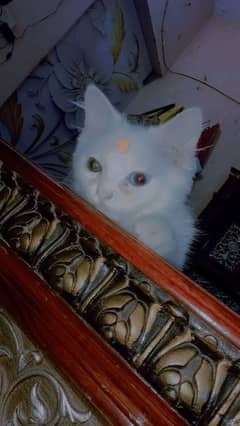 cat sale litter tran full sab kuch khati hn ye eyes 2 colour 1 blue 1