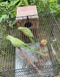 Raw parrots