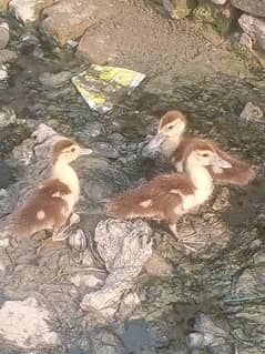 masque Duck chick's avalibal  ha 30 din k ha +3147671096