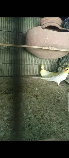 cream red aye breedar pair