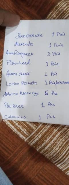 birds for sale