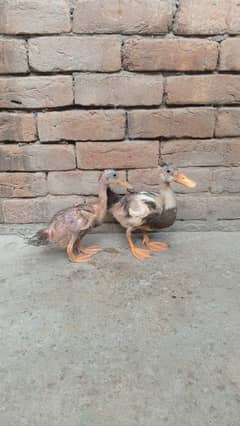 Duck