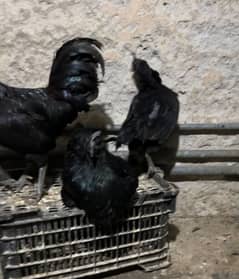 Ayam
