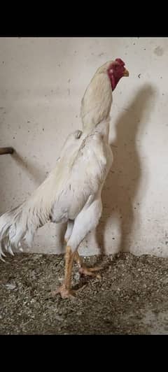 white shamo