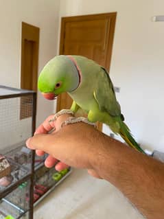Green ringneck face to face talking