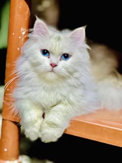 Persian cat