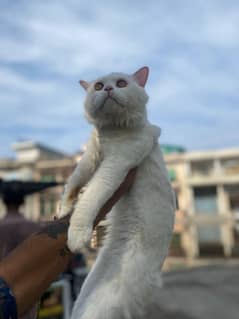 persian