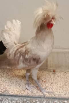 polish hen  pair