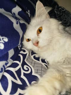 Persian male cat