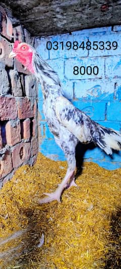 Chenna pair shamo x thai x vetnami