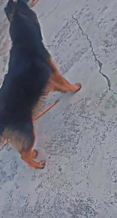 Triple coat german shepherd Female