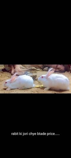 rabits