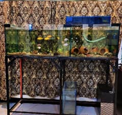 Aquarium & Fishes For Sell
