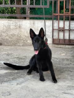black