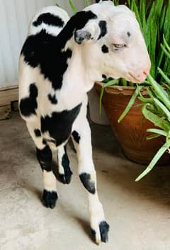 healthy and active pure teady khasii bakra ablac print