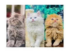 Persian hamalian british punch face piki face cat's and kitten's