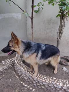 Stock coat Female German Shepherd 14 months old || Non Pedigree