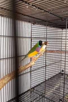 SF Finches Rwp