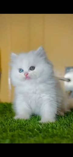 blue eyes white Persian kitten|Triple long coat |WhatsApp. 03250387943