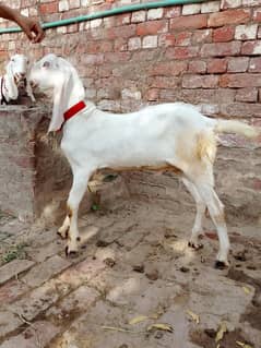 Breeder Quality ka Bkra