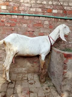 Breeder Quality ka Bkra
