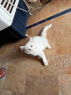 Kitten