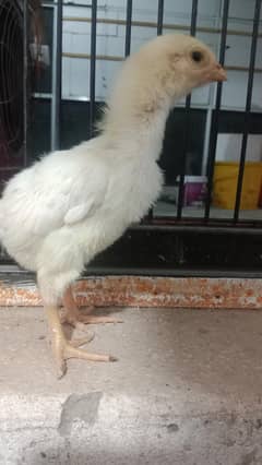 white king o shamo