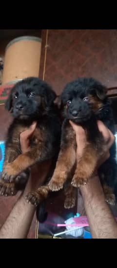German Shepherd long cote pire mail and feemail age 2 months for sale