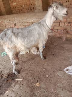 Teddy goat for sale