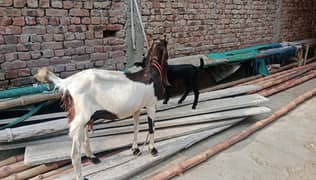 goat/bakri