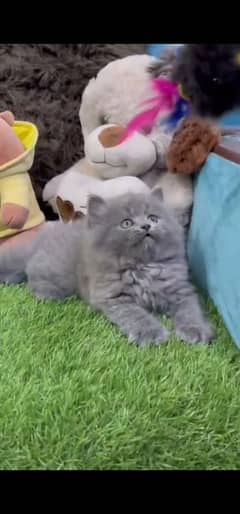blue eyes white Persian kitten|Triple long coat |WhatsApp. 03250387943