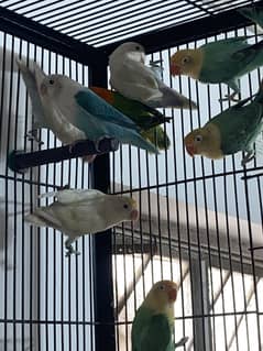 parrots