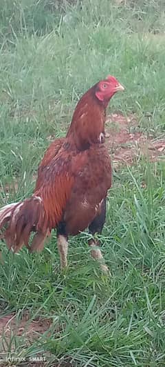 breeder aseel murga