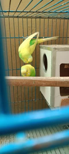 Australian budgies breeder pair for sale