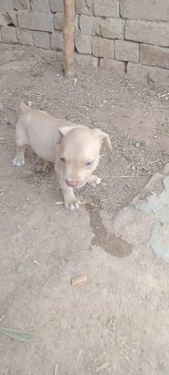 For sell