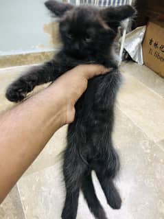 Persian Kittens For Sale