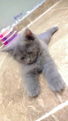 Persian