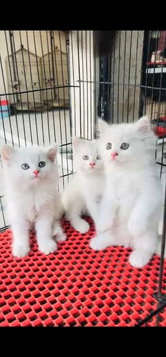 blue eyes white Persian kitten|Triple long coat |WhatsApp. 03250387943