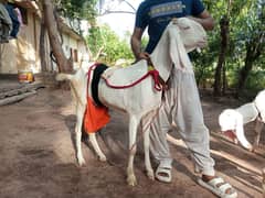 Puri Rajanpuri Bakri For Sale