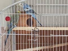 Big Size Budgies For Sale With 2 Chicks